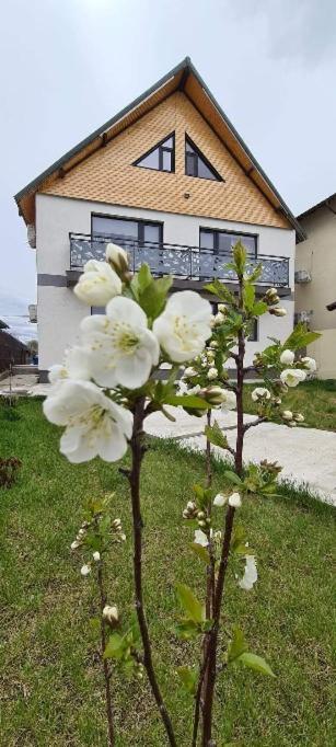 Casuta Noastra - Sulina Hotel Luaran gambar